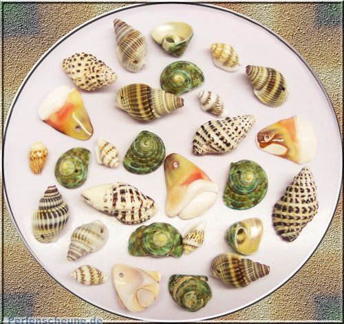 30 spitze Muschelperlen Mix 15 - 35 mm grün beige