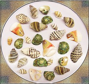 30 spitze Muschelperlen Mix 15 - 35 mm grün beige